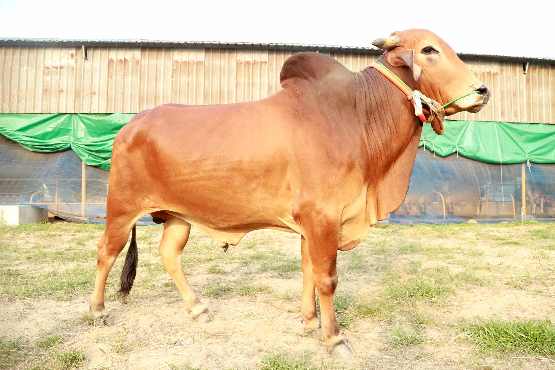 দেশী বীর